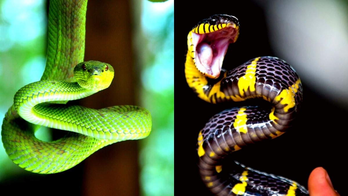 Qué significa soñar que cortas la cabeza de una serpiente Descubre su