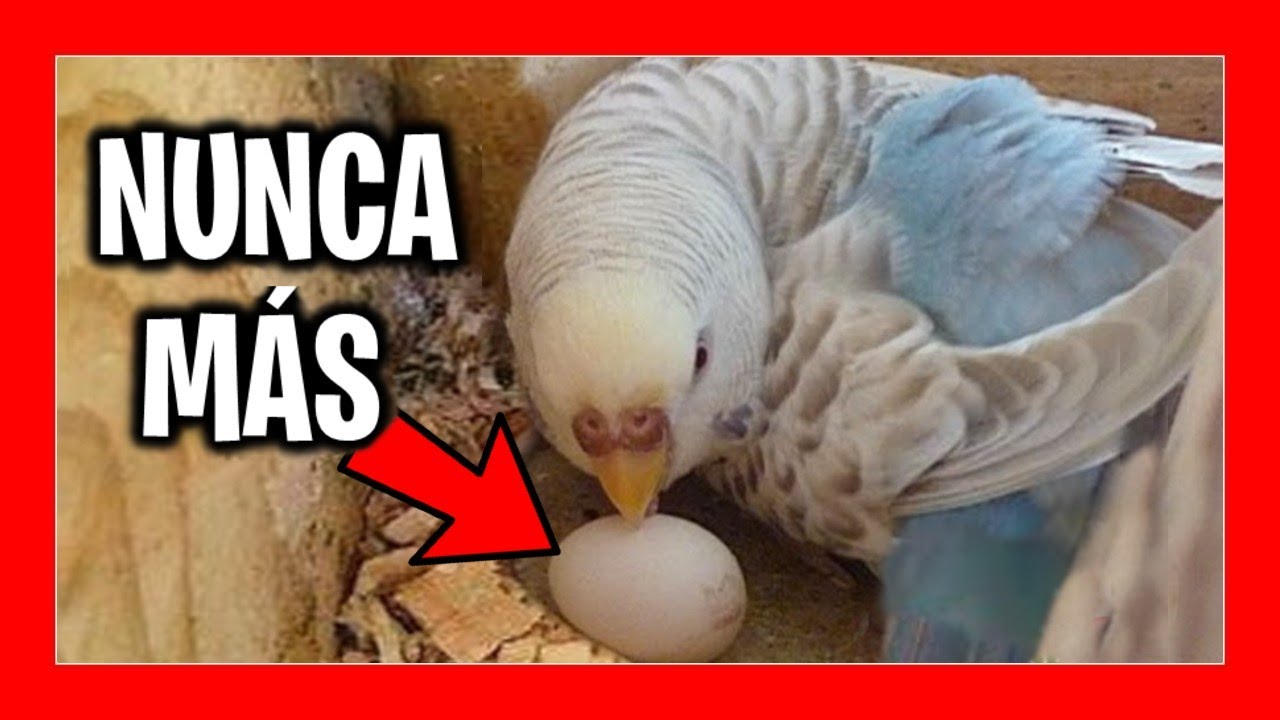 Porque Se Comen Los Huevos Los Pericos Australianos