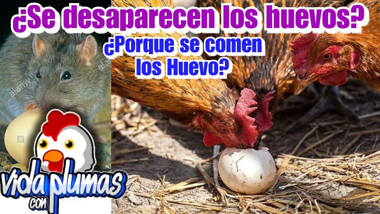 Sabías que las ratas pueden comerse los huevos de gallina ※